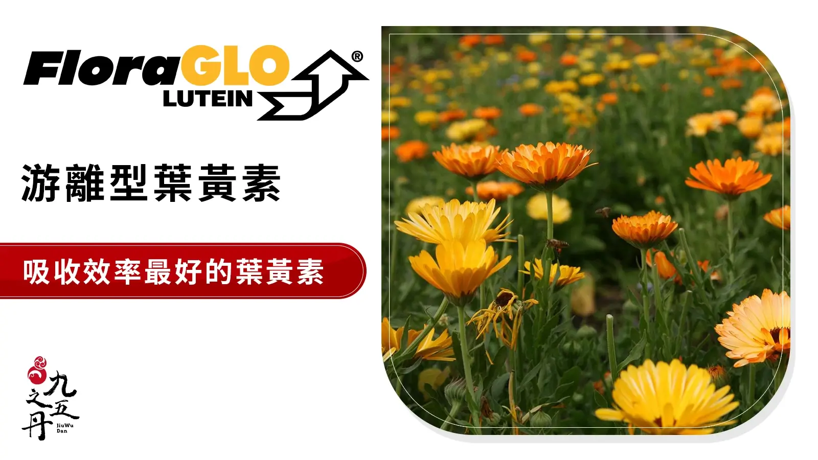 FloraGLO 游離型葉黃素