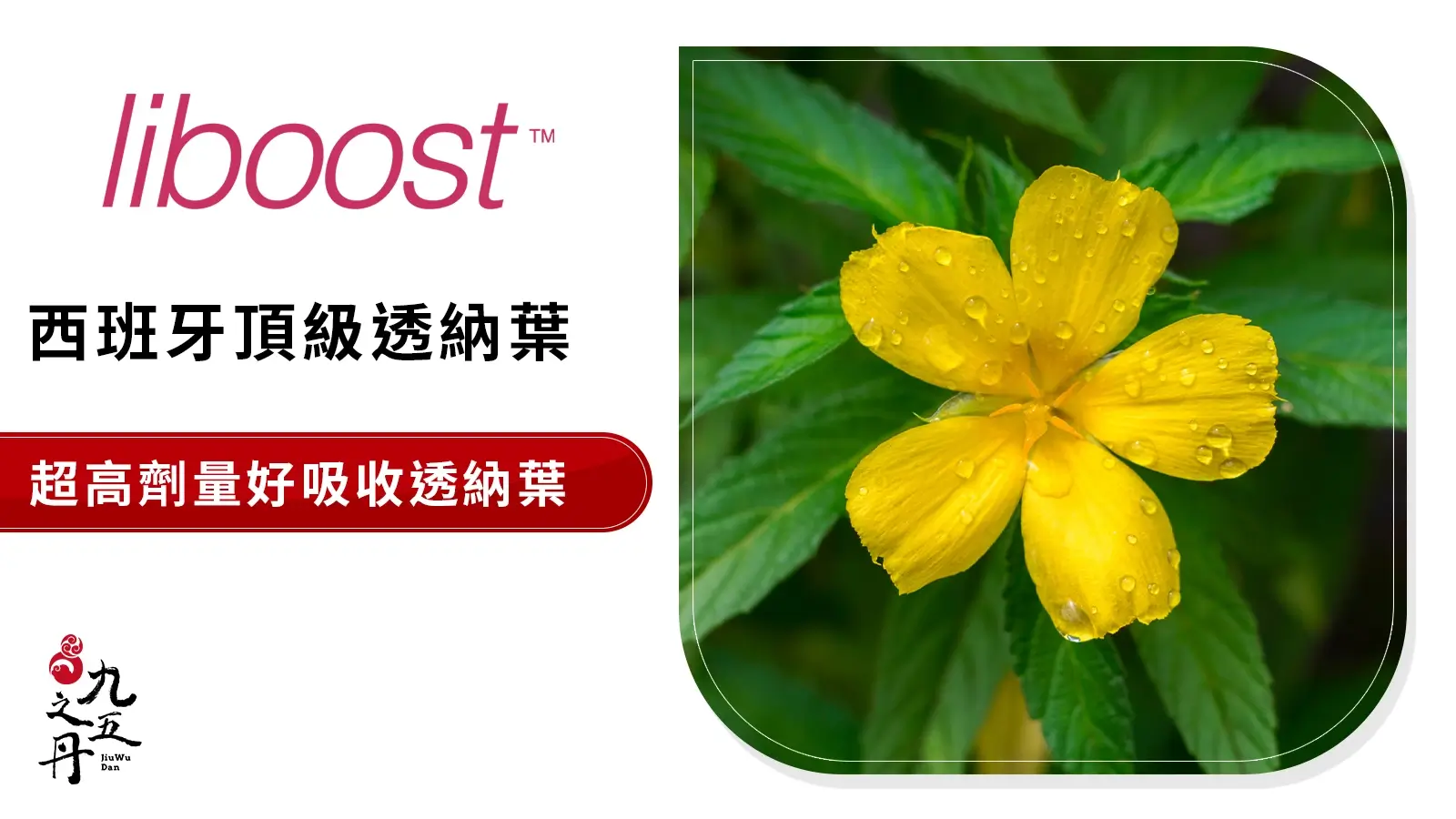 Liboost 西班牙頂級透納葉​